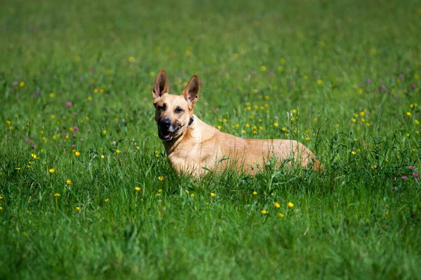 公園の緑の芝生の上に愛らしいベルギーの羊飼いの犬 — ストック写真