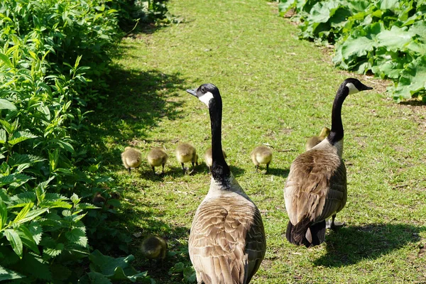 Pair Canadian Geese Babies Green Park — Stock Photo, Image
