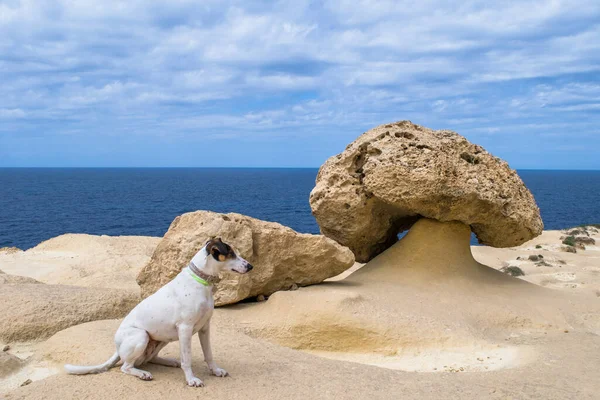 Liščí Teriér Ukazatel Mix Pes Pózující Vedle Houbového Skalního Nebo — Stock fotografie