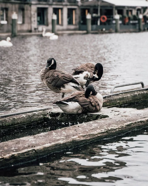 Vertical Shot Geese Sitting Rock Next Lake Which Swans Swim —  Fotos de Stock