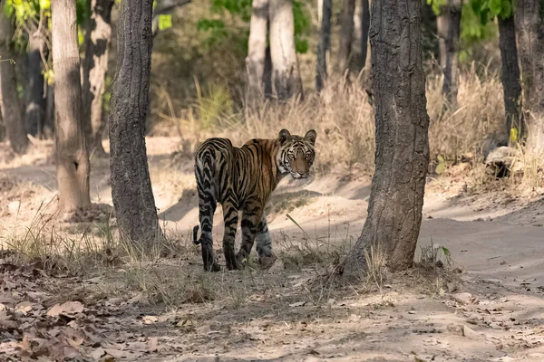 A wild tiger standing in the forest in India, Madhya Pradesh, close portrait