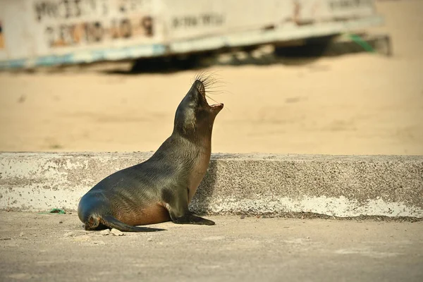 Ein Seelöwe Ufer — Stockfoto