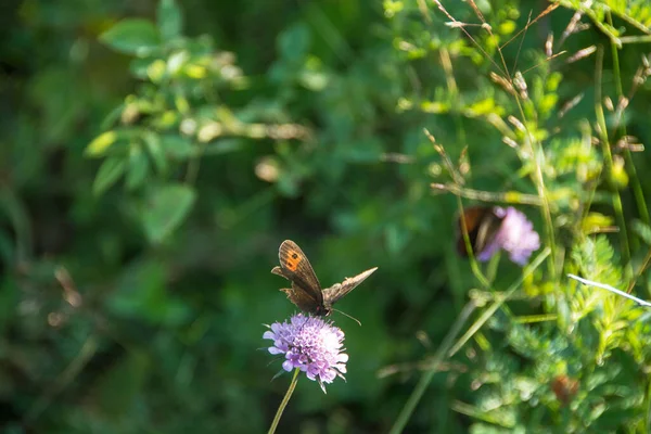 Beautiful Butterfly Erebia Aethiops Scotch Argus Mountain Rtanj Serbia — Stock Photo, Image