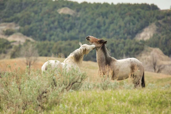 Kuzey Dakota Daki Theodore Roosevelt Ulusal Parkı Nda Iki Vahşi — Stok fotoğraf