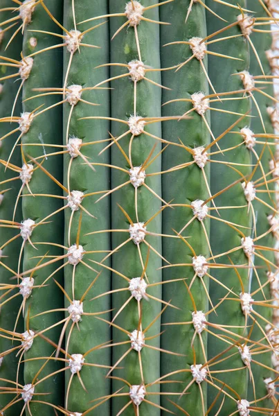 Közelkép Tüskék Egy Kaktusz Makró Zöld Trópusi — Stock Fotó