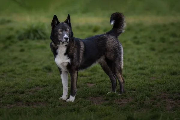 Black White Shepard Mix Standing Field Looking Out Bright Eyes — Photo