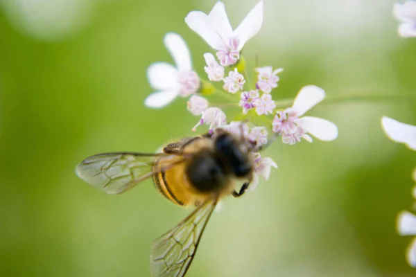 Bee Collecting Nectar Flower Coriander Scientific Name Coriander Coriandrum Sativum — Stock Photo, Image