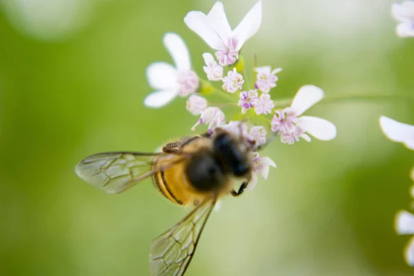 A bee collecting nectar from flower of coriander. scientific name of coriander is : Coriandrum sativum, Scientific Name of bee is: Anthophila