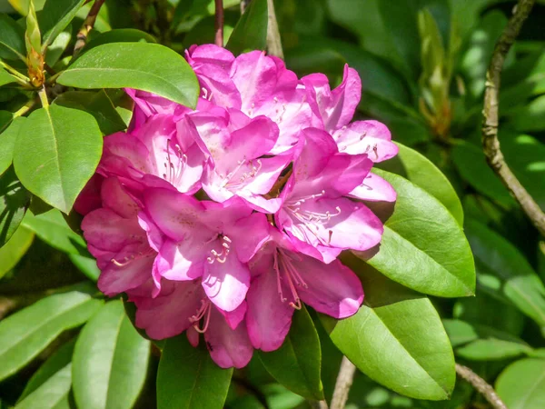 Closeup Shot Rhododendron Flowers Prague — Stok fotoğraf