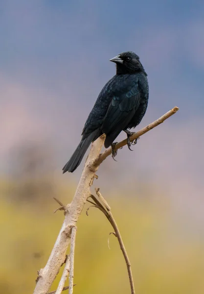 Selective Focus Shot Blackbird Perched Branch — Stok fotoğraf