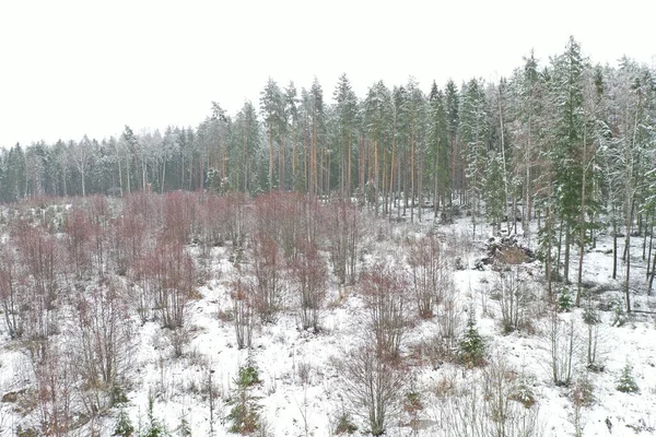 Ein Schneebedeckter Wald Winter — Stockfoto