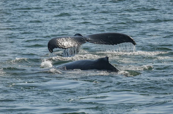 Humpback Whales Fluke Back Fin Water Surface Megaptera Novaeangliae — Foto Stock