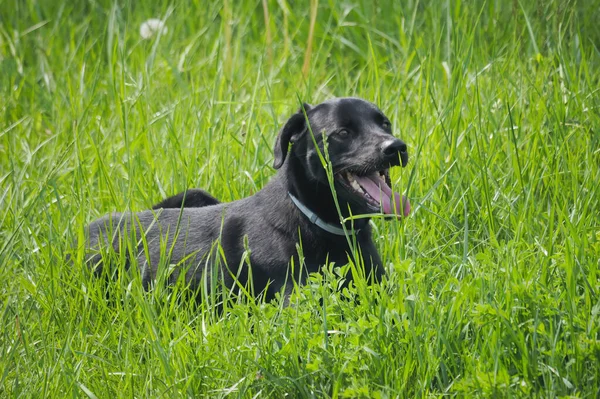 Black Labrador Retriever Sitting Grass Opening Its Mouth Tongue Out — Fotografia de Stock