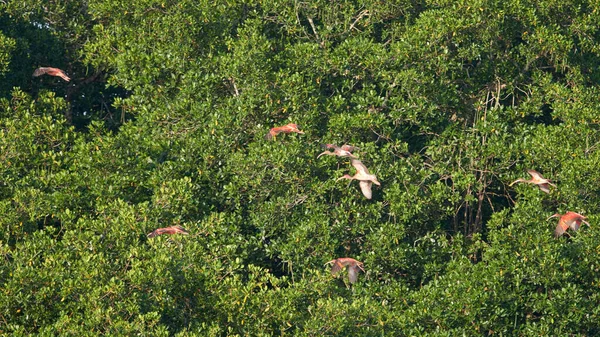 Grupa Latających Ibisów Szkarłatnych Tle Drzew — Zdjęcie stockowe