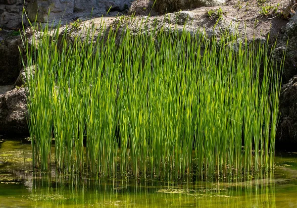 Clump Green Reeds Water Lake Spring Raw — Stock Photo, Image