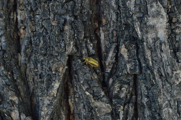 A striped yellow beetle climbing on a tree