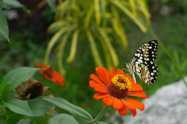 Selective Shot Colorful Butterfly Sitting Red Zinnia Flower Garden — Stock Photo, Image