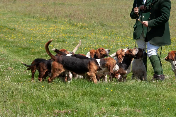 Excited Bassett Hound Dog Pack Hunting Display Anonymous Male Grass — Stock Photo, Image