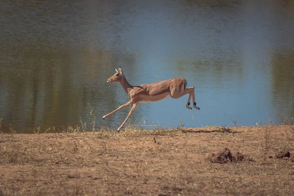 Gros Plan Une Antilope Impala Courant Bord Lac — Photo