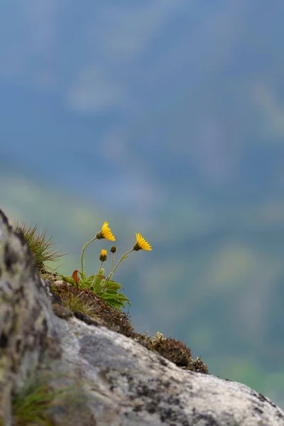 Vertical Selective Focus Shot Dandelions Growing Side Rock — Stockfoto