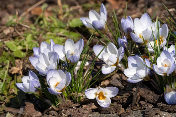 Closeup Blossomed Beautiful Purple Crocus Flowers Spring — Stock Photo, Image