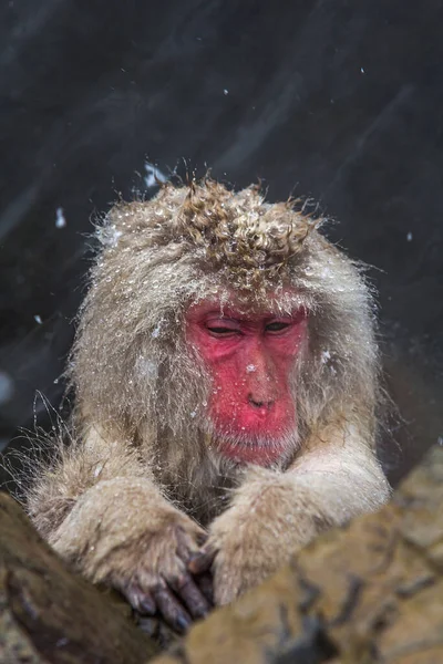 A vertical shot of a fluffy wild macaque monkey under snowfall