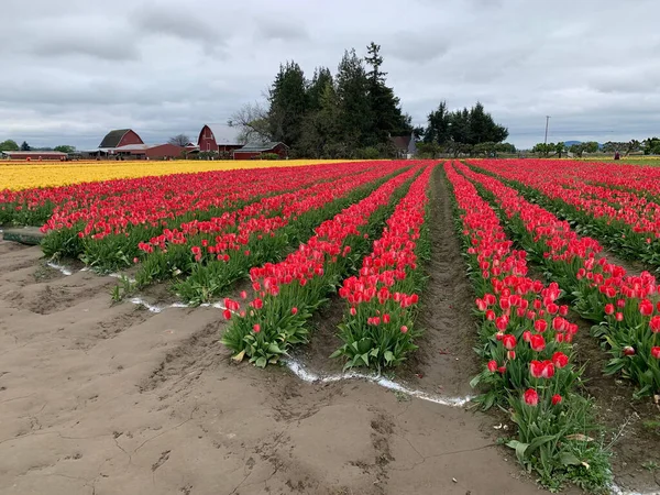 Beautiful Shot Tulip Fields Skagit Valley Tulip Festival Mount Vernon — Stock Photo, Image