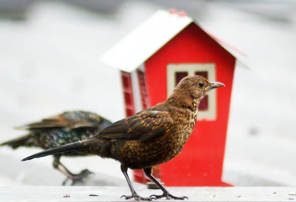 Closeup Shot Common Starling Blurry Background — Stock Photo, Image