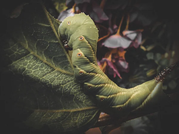 Een Rups Een Blad — Stockfoto