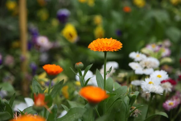Eine Orange Ringelblume Die Einem Garten Wächst — Stockfoto