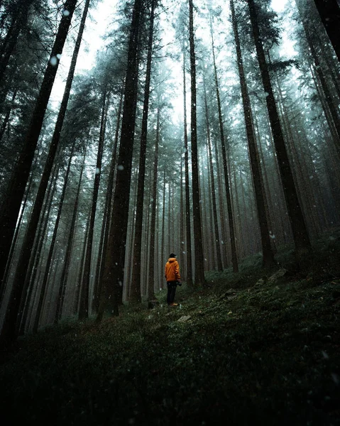 Wędrowiec Odkrywający Piękno Lasu Pochmurny Dzień — Zdjęcie stockowe