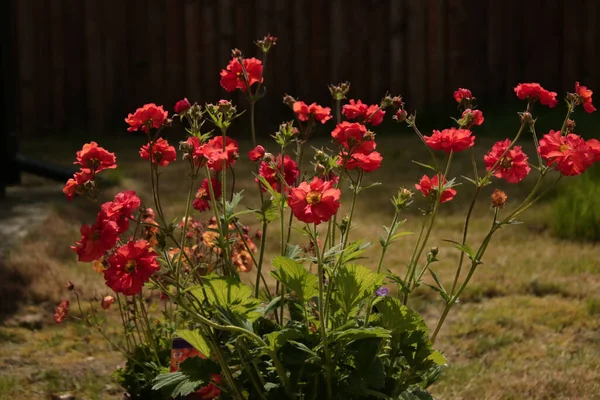 Bunch Beautiful Scarlet Tempest Geum Flowers Garden Spring — Foto de Stock