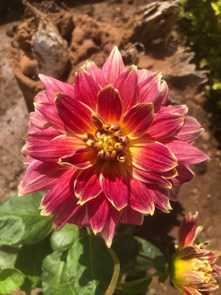 Dahlia Flower Member Compositae Also Called Asteraceae Family Dicotyledonous Plants — Stock Photo, Image