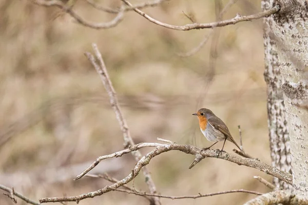 Robin Songbird Perched Branch National Park Dara Blurred Background — Stockfoto