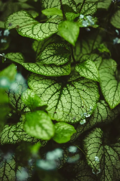 Vertical Shot Great Forget Leaves Garden — Stockfoto