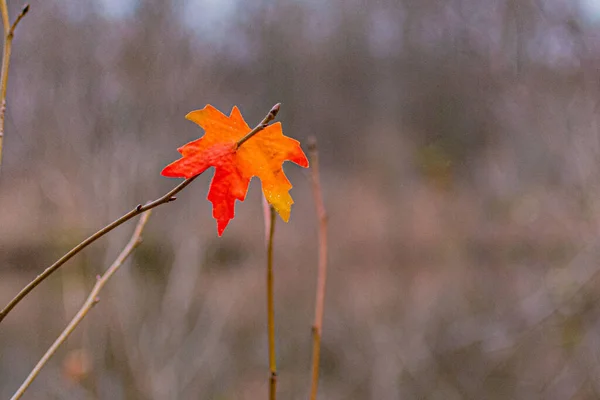 Closeup Shot Red Autumn Leaf Stuck Stick — Stock Photo, Image