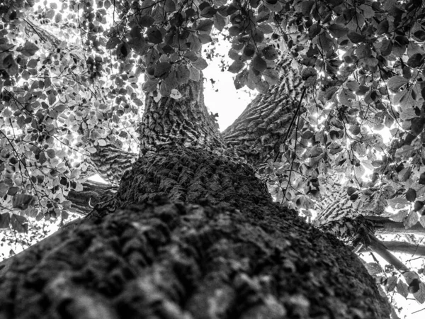 Tiro Escala Grises Árbol — Foto de Stock