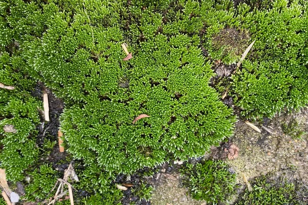 岩の間に成長するブライオフィータ植物としても知られる苔の塊 — ストック写真