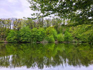 A beautiful shot of a green lake near trees in a forest