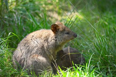 A beautiful shot of a cute quokka