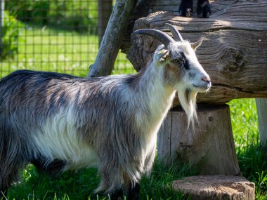 Güneşli bir günde çiftlikte güzel bir keçinin yakın çekimi.