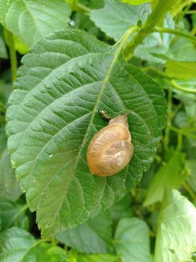 Yeşil yapraklı bir salyangozun dikey yakın çekimi.