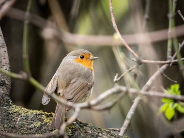 Ormandaki bir ağaç dalında sevimli bir Avrupa bülbülü (Erithacus rubecula) yakın plan.