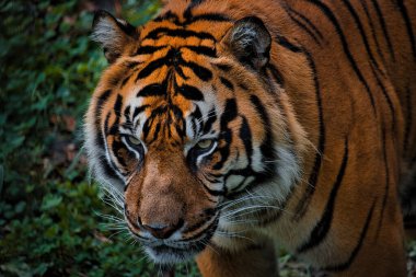 A closeup shot of a beautiful tiger in the forest