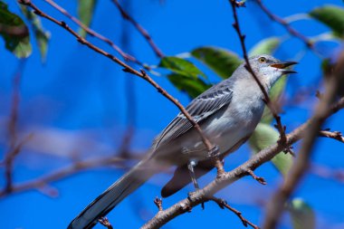 Bulanık bir arka planda tahta bir dala tünemiş kuzeyli alaycı kuşun manzarası.