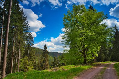 The view of the trees near the racetrack in the Thuringian Forest. Rennsteig, Germany.