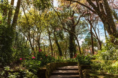 Güneşli bir günde, çiçekli, ağaçlı ve küçük patikalı tropik bir bahçe.