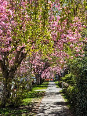 Victoria, British Columbia, Kanada 'da, parlak güneş ışığında çiçek açan ağaçların altından geçen güzel bir yürüyüş manzarası.