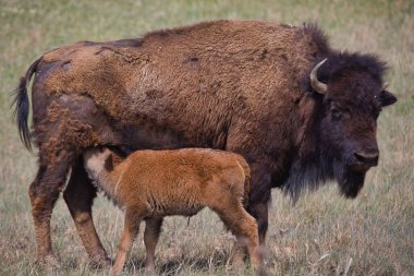 Bir bizon yavrusu Kuzey Dakota 'daki Theodore Roosevelt Ulusal Parkı' nda annesinden süt emer.