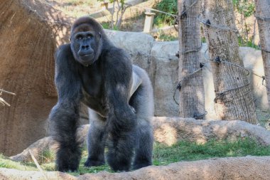 Bir maymunun yakın çekimi.